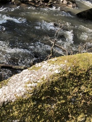 Grimmia trichophylla