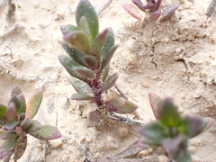Thymus embergeri
