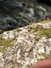 Grimmia trichophylla