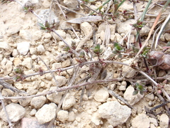 Thymus embergeri