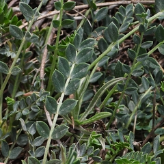 Astragalus incanus