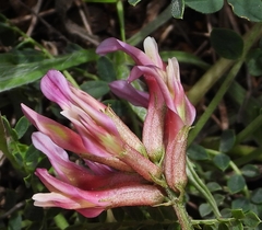Astragalus incanus