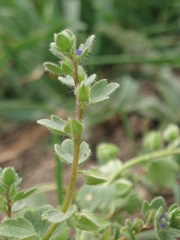 Veronica triloba