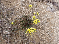 Brassica repanda saxatilis