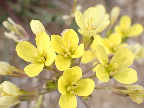 Image of Brassica repanda by (c) David Delon, some rights reserved (CC BY)