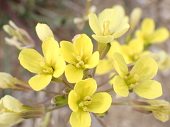 Brassica repanda saxatilis
