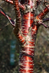 Prunus serrula