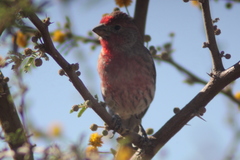 Haemorhous mexicanus