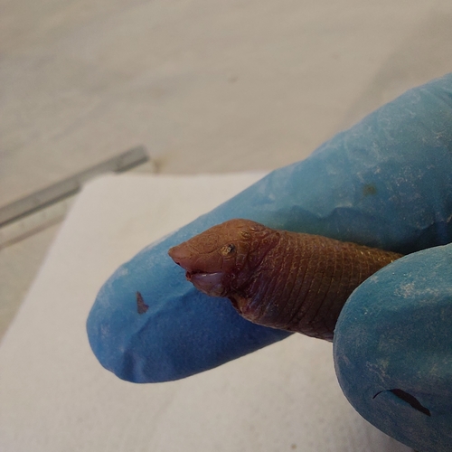 Smallhead Worm Lizard