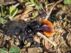 Osmia cornuta