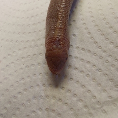 Leposternon microcephalum