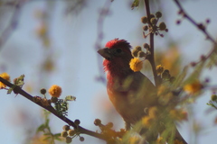 Haemorhous mexicanus