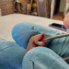 Leposternon microcephalum