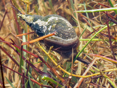 Lymnaea stagnalis