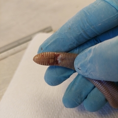 Leposternon microcephalum