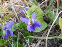 Viola suavis