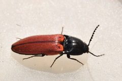 Ampedus sanguineus