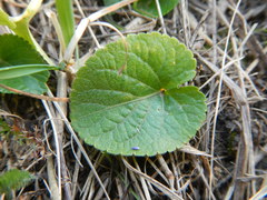 Viola suavis