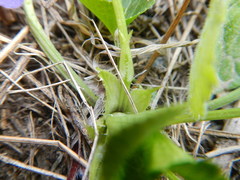 Viola suavis