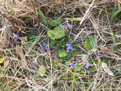 Viola suavis