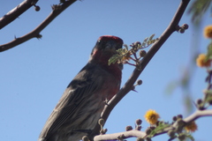 Haemorhous mexicanus