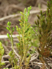 Selaginella aristata