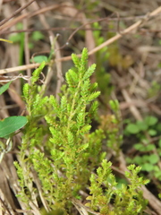 Selaginella aristata