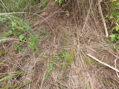 Selaginella aristata