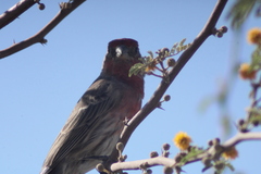 Haemorhous mexicanus