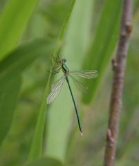 Lestes virens vestalis