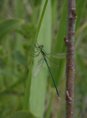 Lestes virens vestalis
