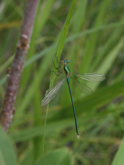 Lestes virens vestalis