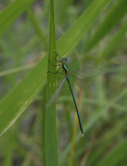 Lestes virens vestalis