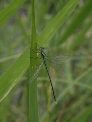 Lestes virens vestalis