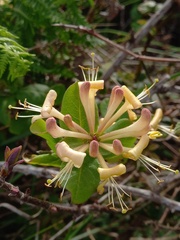 Lonicera periclymenum