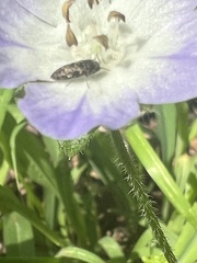 Acmaeodera neglecta neoneglecta