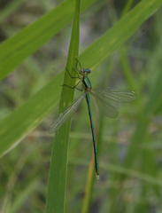 Lestes virens vestalis