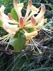 Lonicera periclymenum