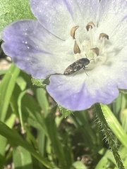 Acmaeodera neglecta neoneglecta