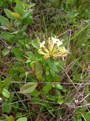 Lonicera periclymenum