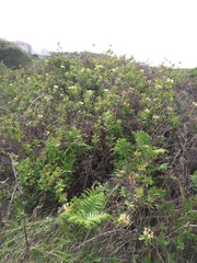 Lonicera periclymenum