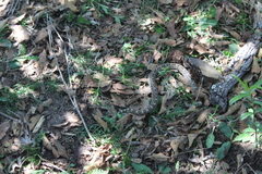 Crotalus ravus