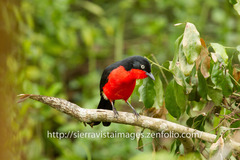 Laniarius erythrogaster