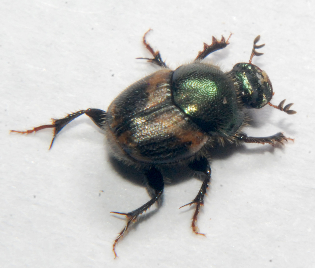 Onthophagus concinnus