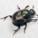 Onthophagus concinnus - Photo 由 Joshua Doby 所上傳的 (c) Joshua Doby，保留部份權利CC BY-NC