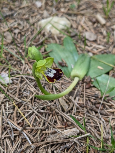 Image of Ophrys bilunulata by (c) Denis Bastianelli, some rights reserved (CC BY)