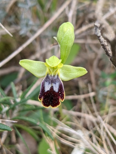 Image of Ophrys bilunulata by (c) Denis Bastianelli, some rights reserved (CC BY)