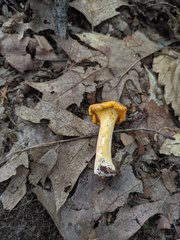 Cantharellus flavus