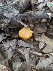 Cantharellus flavus