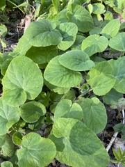 Doronicum pardalianches